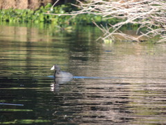 Fulica americana