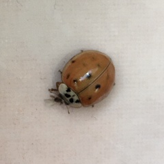 Harmonia axyridis