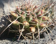 Mammillaria winterae