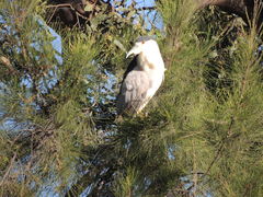 Nycticorax nycticorax