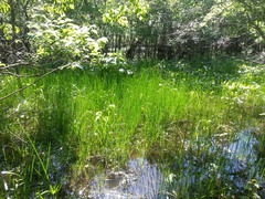 Eleocharis quadrangulata