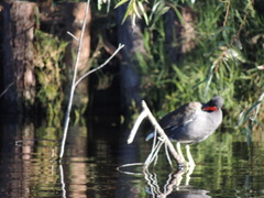Gallinula galeata