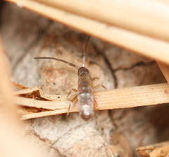 Tomocerus minor