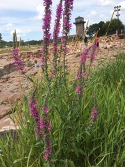 Lythrum salicaria