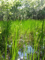 Eleocharis quadrangulata