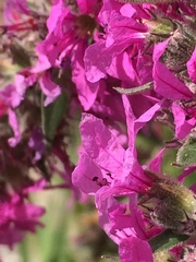 Lythrum salicaria