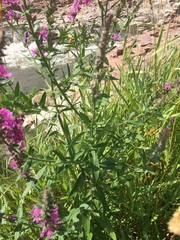 Lythrum salicaria