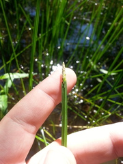 Eleocharis quadrangulata