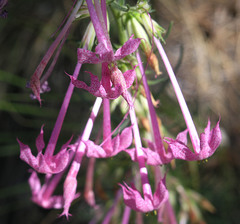 Ipomopsis macrosiphon