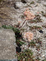 Calyptridium monospermum