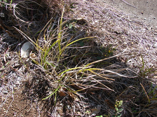 Scleria testacea