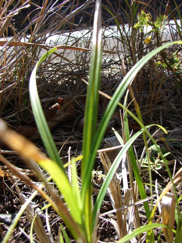 Scleria testacea