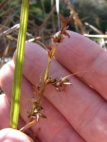 Scleria testacea