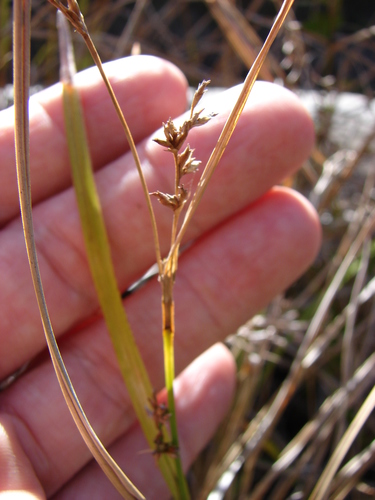 Scleria testacea