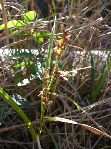 Scleria testacea
