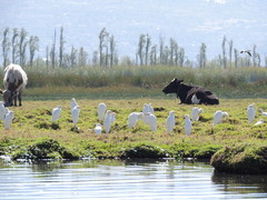 Bubulcus ibis
