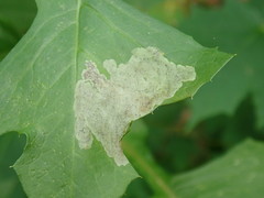 Liriomyza taraxaci