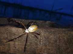 Argiope catenulata