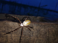 Argiope catenulata