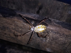 Argiope catenulata