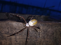 Argiope catenulata