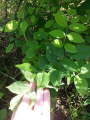 Wisteria floribunda