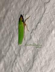 Draeculacephala soluta