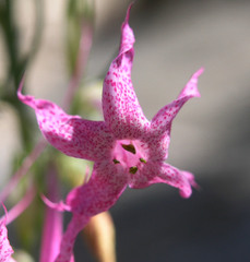 Ipomopsis macrosiphon