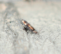 Lepidocyrtus fimicolus