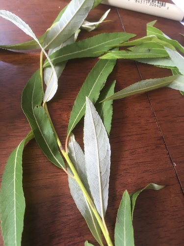 silky willow (Salix sericea)