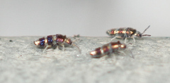 Lepidocyrtus fimicolus