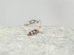 Lepidocyrtus fimicolus