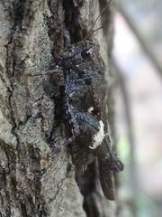 Tettigidea