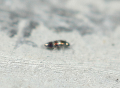 Lepidocyrtus fimicolus
