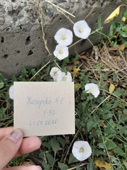 Convolvulus arvensis