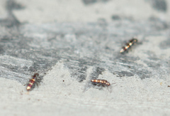 Lepidocyrtus fimicolus