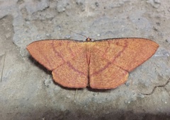 Eumelea rosalia