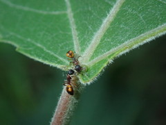 Dolichoderus plagiatus