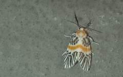 Indiania eccentropis
