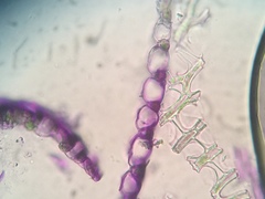 Sphagnum teres
