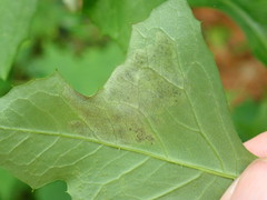 Liriomyza taraxaci