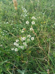 Dorycnium