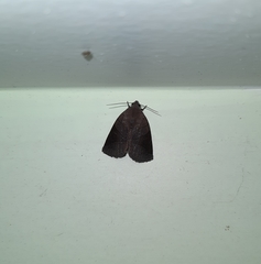 Noctuinae