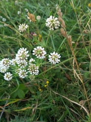 Dorycnium