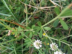 Dorycnium