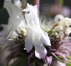 Monarda citriodora austromontana