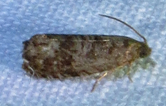 Grapholita packardi