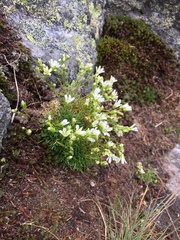 Mononeuria groenlandica