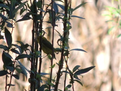 Cardellina pusilla