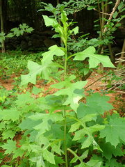 Liriomyza taraxaci